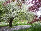 Tree of white crabapples and branches with pink crabapples on the side