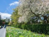 Pathway with people walking in the distance next to small yellow, white and green plants with green trees sprouting white flowers below blue skies.