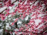 Close up of pink flowers with snow on them