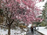 Visitors admiring tree with pink flowers and snow