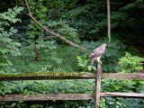 Bird sitting on wood railing with leaves behind it