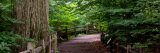Large tree trunk along a windy forest trail