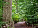 Path of the forest surrounded by bright green trees