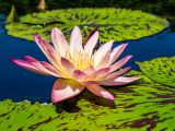 Pink and white lotus with large multi-colored lily pads in the water
