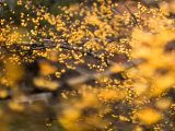 Bright yellow-orange berries