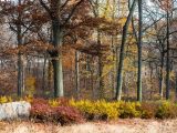 Tall bare trees shedding the last of its brown and yellow leaves amongst small burgundy and yellow bushes.