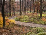 Pathway surrounded by tall, bare trees and yellow and green bushes.