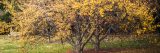 Bright yellow crabapple tree
