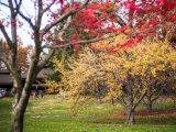 Red berries blurred in the front with a focus on a yellow crabapple tree