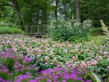 A short foot bridge in the distance adjacent to small bushes of pink and purple flowers, and tall green trees.