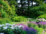 A mix of white and purple and blue flowers and trees