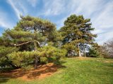 Blue skies above green trees on a hill of green grass with light brown mulch at the bottom of the trees.