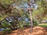 Tall brown tree with brown branches spreading out sprouting green pines above light brown mulch.