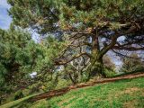 Green tree on a hill of green grass below blue skies.