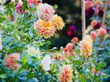 Pink, yellow and pale orange flowers