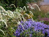 Purple, pink and white flowers amongst green bushes.