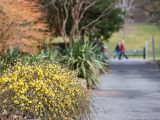 Yellow flowers along the path