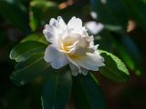 Close up of white flower