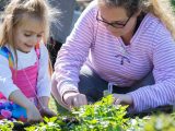 Mother and daughter trimming greens