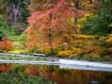 Red, yellow and green trees and bushes along the water