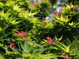 pink flowers budding through green leaves