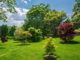 Field of green and deep red trees with blue skies.