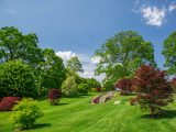 Field of bright green and deep red trees with blue skies and some clouds in the distance