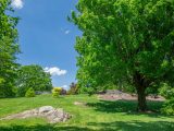 Blue sky with bright green trees and green grass