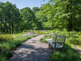 A wooden bench sitting on a pathway surrounded by grown bushes, trees and grass below blue skies.