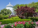 Bright pink peonies with bushes, trees, and the Conservatory dome in the background