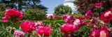 Bright pink peonies with a pale yellow center with the conservatory and trees in the background