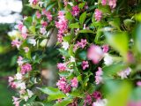 Pink and white flowers cascading from branch