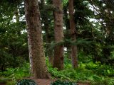 Tall brown tree trunks amongst green foliage, small green bushes and soil at the base of the trees.