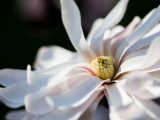 Closeup of flower with light pink and white petals, and a light yellow center.