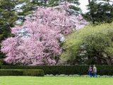 Two people walking down pathway surrounded by green grass, bushes and trees with one tree sprouting small pink flowers.