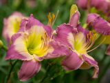 Close up of pink and green daylilies