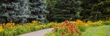 Daylily walk surrounded by red, orange and yellow daylilies