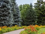 Pathway lined by green grass, yellow and red flowers, and tall, dark green pine trees in the distance.