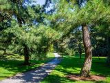 Long pathway surrounded by green grass and tall green trees.