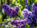 Close up of purple lilac surrounded by blurred purple lilacs