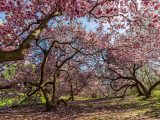 Large trees with spread out tree branches sprouting small pink magnolia flowers below blue skies.