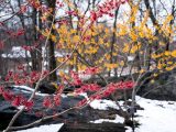 Snow covered fallen tree trunks, bare tree branches with golden and burgundy witch hazel blooming from the slim, brown tree branches.