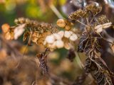 Black, brown and yellow curled leaflets.