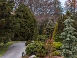 Field of various bushes and trees with winding path