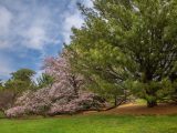 Green grass covered in trees sprouting green leaves and small pink flowers below blue, partly cloudy skies.