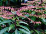 Purple and green flowers on a purple stem with green leaves