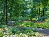 A wooden bench amongst a pathway, small green bushes, small red flowers sprouting in the distance.