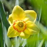 Photo of a yellow daffodil