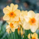 Bright yellowish and orange daffodils