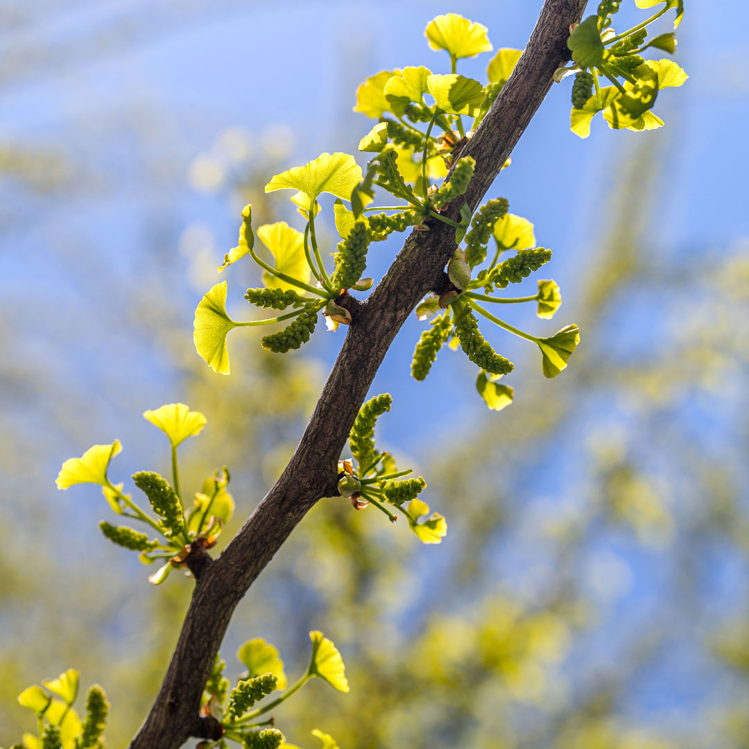 Photo of new foliage